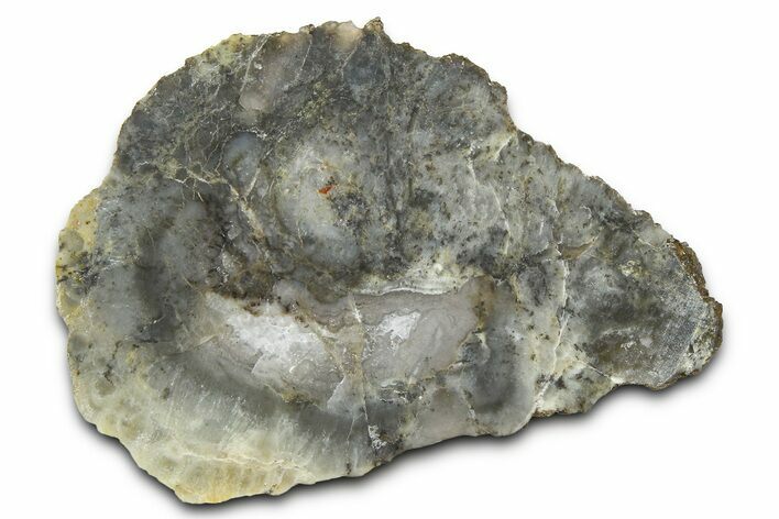 Dinosaur Coprolite Nodule Section - Utah #372710
